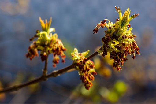 Planten, Boom, Stedelijk, Tak, De Lente