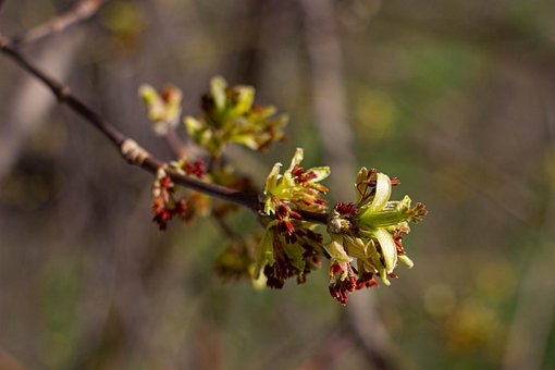 Boom, Tak, Bloeiend, De Lente, April