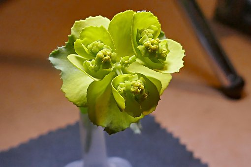 Free Flor Macro photo and picture