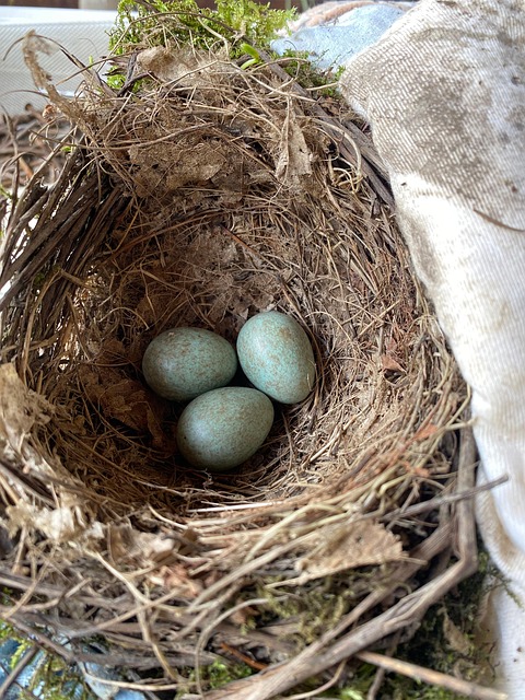 Free Eggs Nest photo and picture