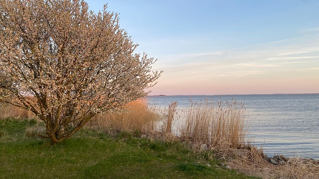 Free Spring Blossom photo and picture