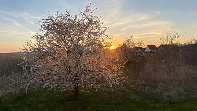 Free Tree Spring photo and picture