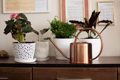 Free Potted Flowers Houseplants photo and picture