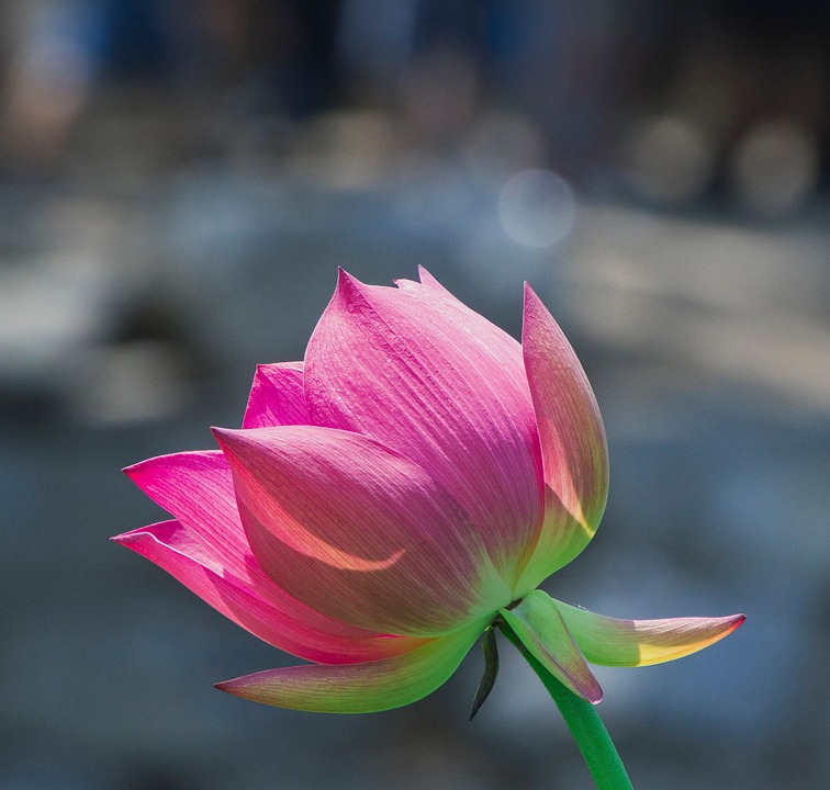 Flower Lotus Blooming Pink - Free photo on Pixabay