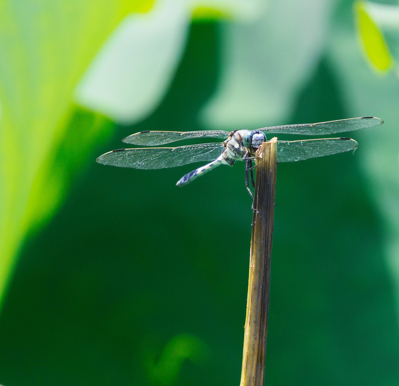 Dragonfly Insect Stem - Free photo on Pixabay