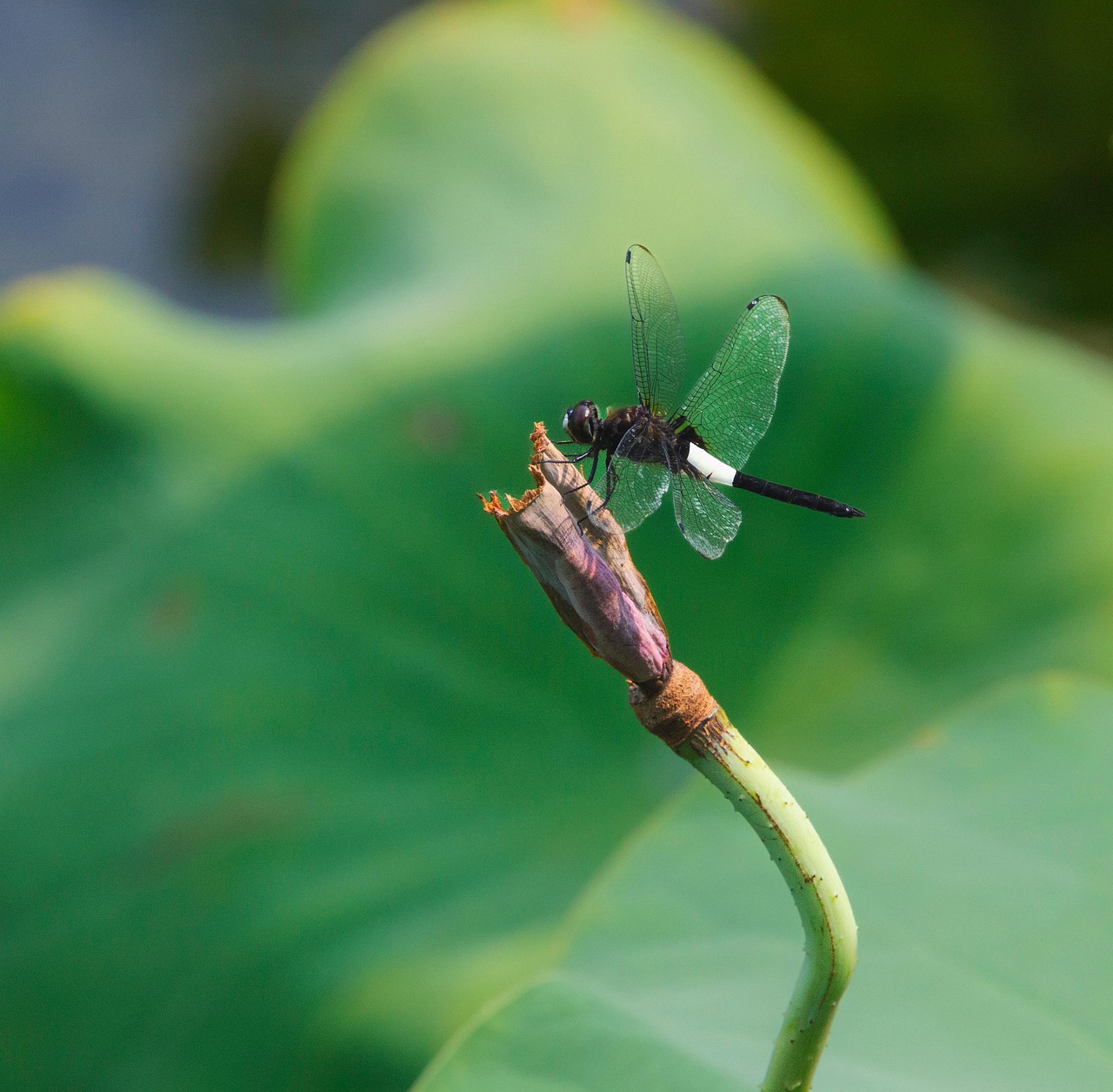 Dragonfly Insect Stem - Free photo on Pixabay