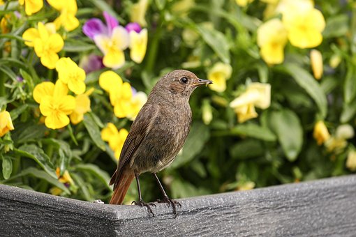 Free Bird Redstart photo and picture