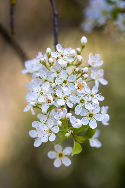 Free Cherry Blossoms White Flowers photo and picture