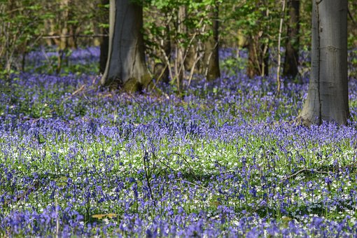 Blumen, Wald, Bäume, Natur, Feld