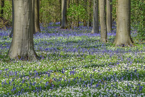 Bäume, Blumen, Wald, Natur, Hallerboss