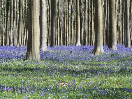 Bäume, Blumen, Wald, Natur, Hallerboss