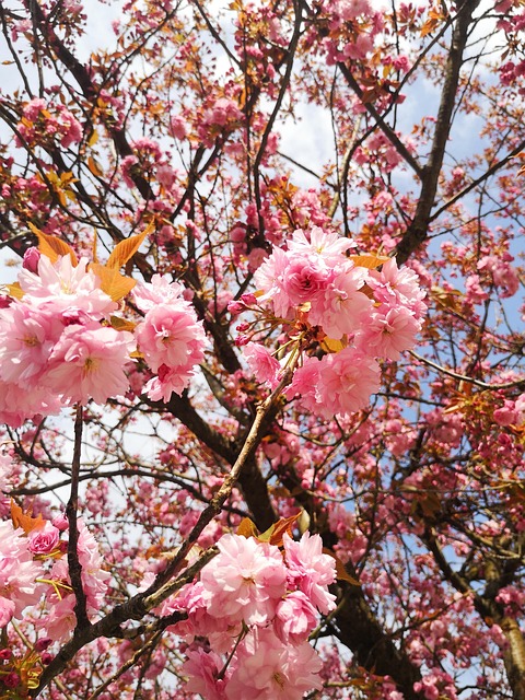 Free Cherry Blossom Japanese Cherry Tree photo and picture