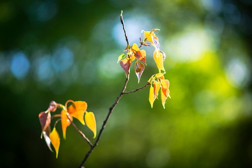 Frühling, Urlaub, Farbe, Natur, Bokeh