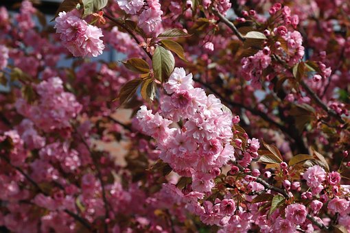 Free Blossom Bloom photo and picture