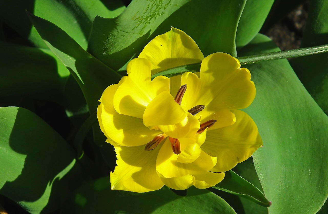 Tulip Yellow Flower - Free photo on Pixabay - Pixabay