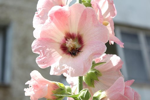 Free Flower Bumblebee photo and picture