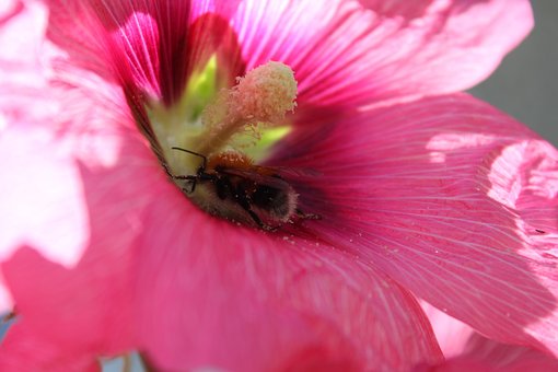 Free Flower Pink photo and picture