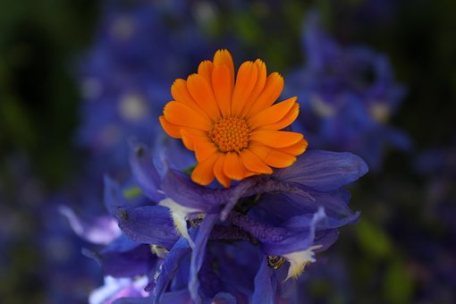Free Flower Flowers photo and picture