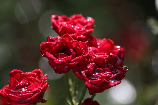 Free Flowers Roses photo and picture