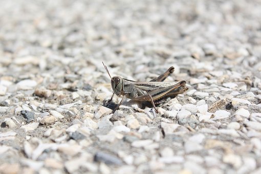 Free Grasshopper Insect photo and picture
