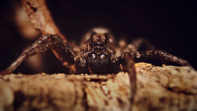 Free Spider Arachnid photo and picture