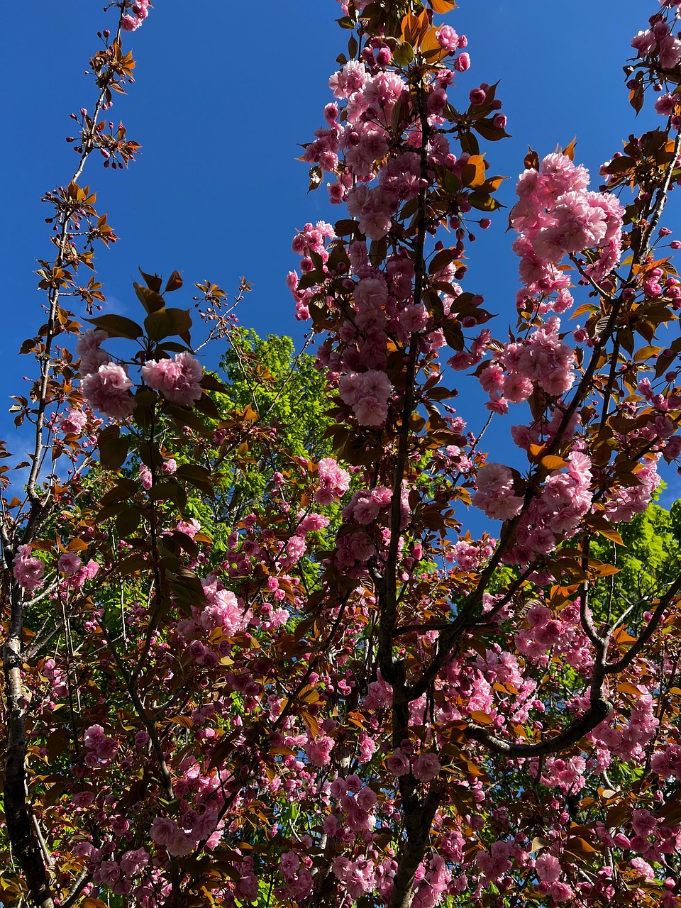 Flores Pavo Primavera Foto Gratis En Pixabay Pixabay flores-pavo-primavera-foto-gratis-en-pixabay-pixabay