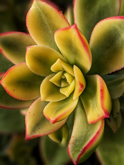Free Succulent Nature photo and picture