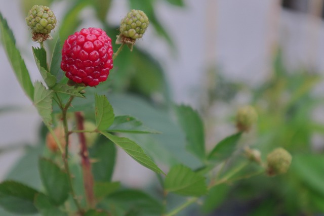 Free Blackberry Berry photo and picture