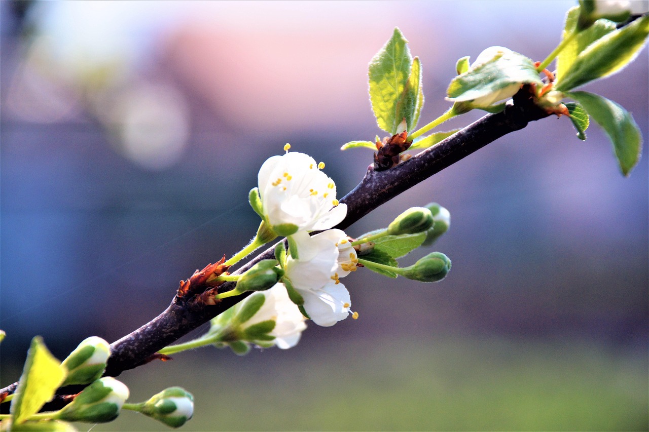Flora Nature Bloom - Free photo on Pixabay - Pixabay