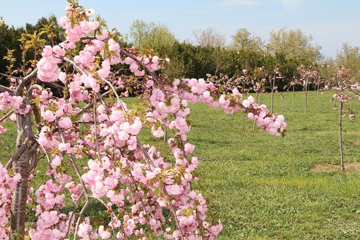 Free Sakura Spring photo and picture