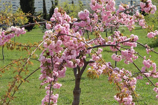 Free Sakura Spring photo and picture