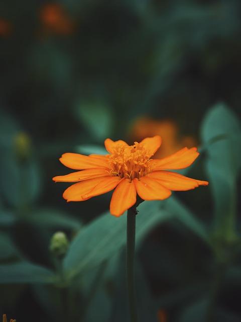 Flor, Cosmos, Planta, Florescer, Bloom
