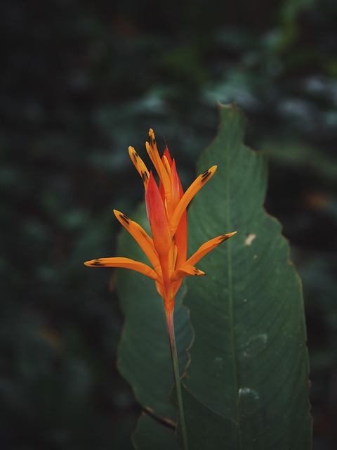 Flor, Planta, Bloom, Florescer