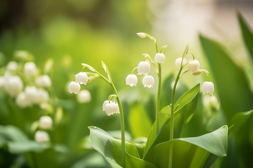 Muguet Fleurs Blanches Art - Image gratuite sur Pixabay