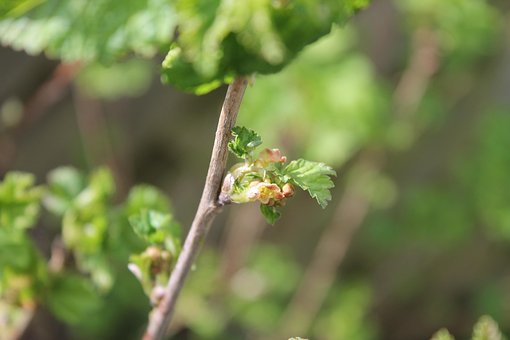 Knop, Plante, Ribsbusk, Ribsgren, Forår