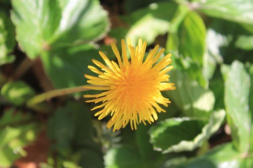 Mælkebøtte, Blomstre, Gul, Seng