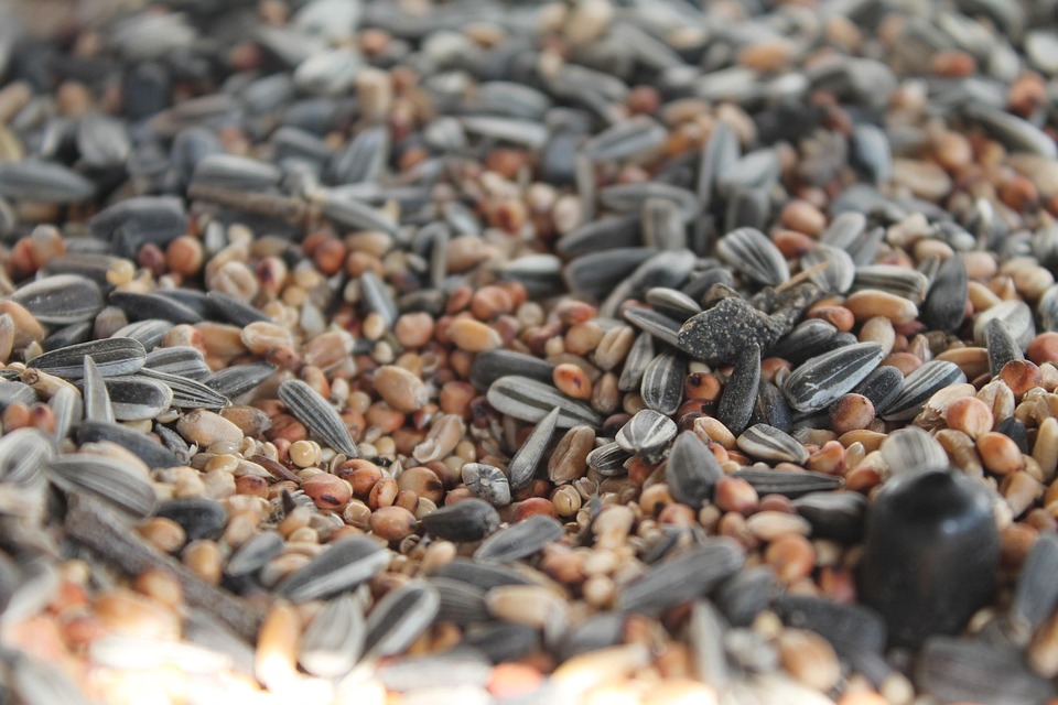 Sunflower Seeds Bird Food Birds Free photo on Pixabay Pixabay