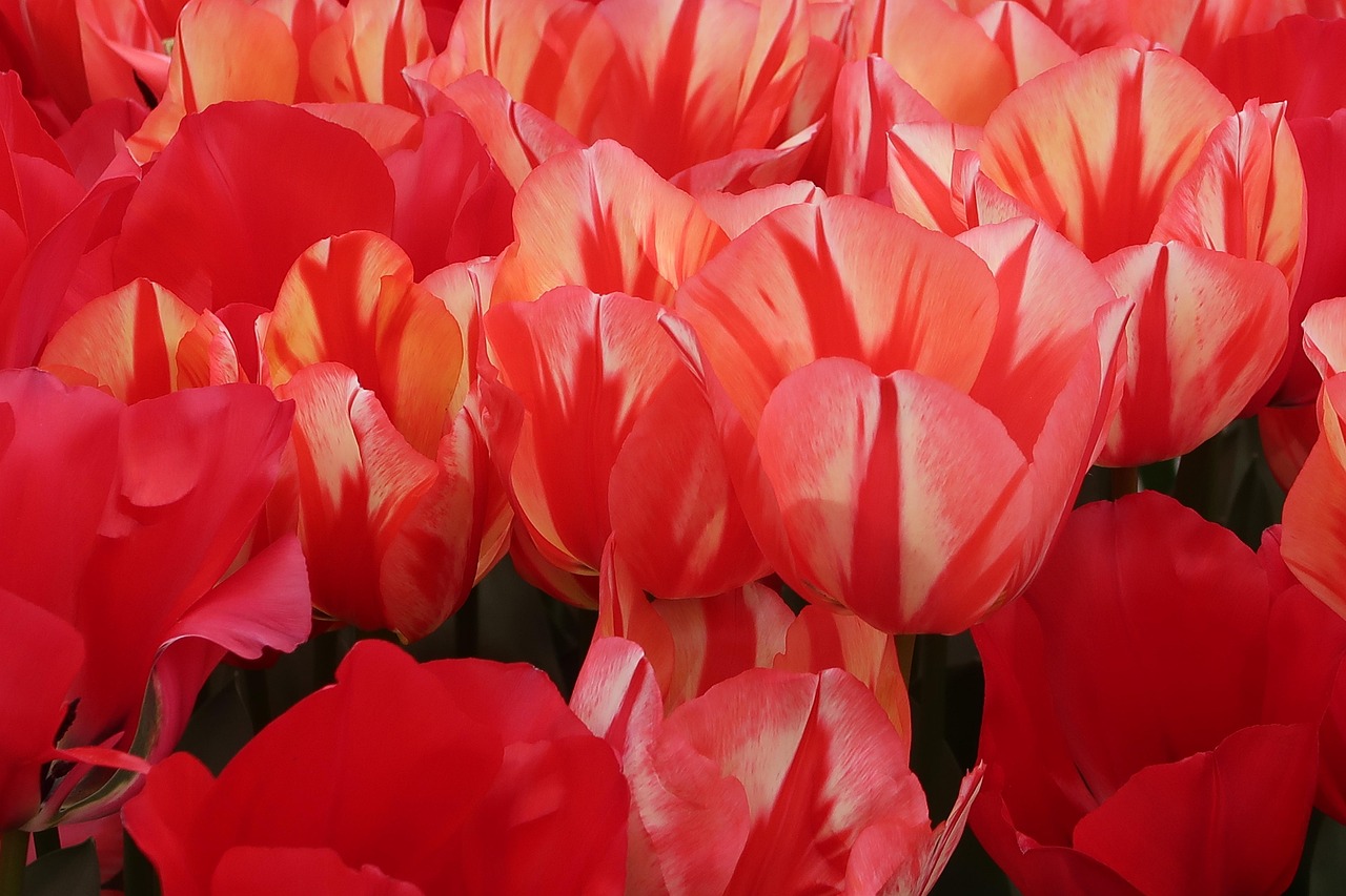 Flowers Petals Tulips Free photo on Pixabay Pixabay