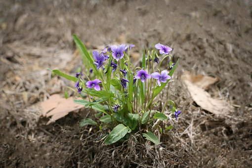 제비꽃, Amor-Perfeito, Roxa, 들꽃, 봄꽃, Planta