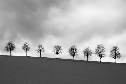 Free Minimalism Trees photo and picture