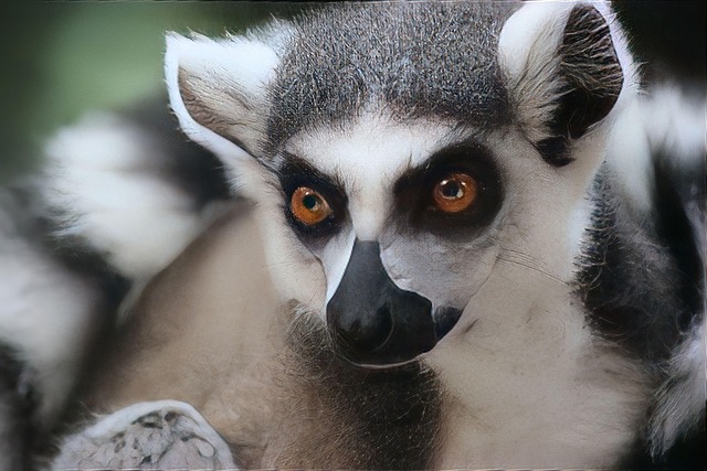 Free Lemur Animal photo and picture