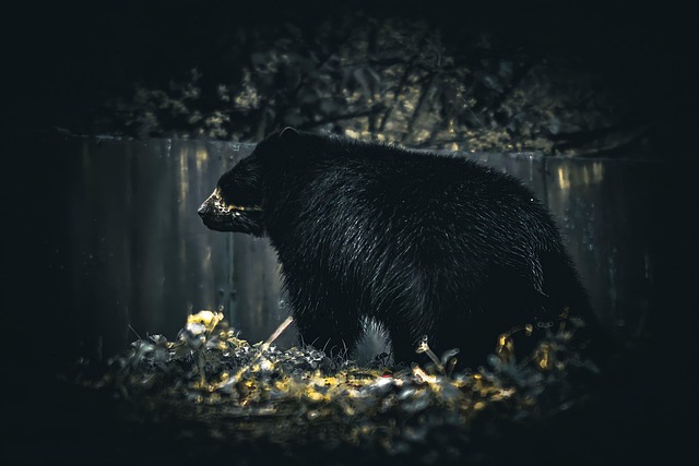 Free Bear Animal photo and picture