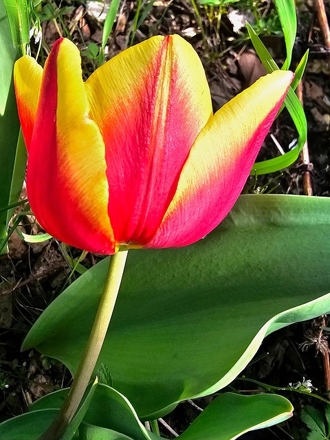 Free Flower Nature photo and picture