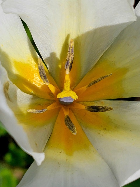 Free Flower Tulip photo and picture