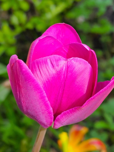 Free Tulips Flower photo and picture