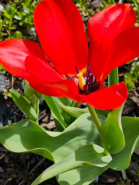 Free Flower Nature photo and picture