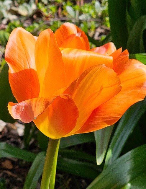 Free Flower Tulip photo and picture