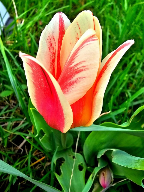 Free Flower Nature photo and picture