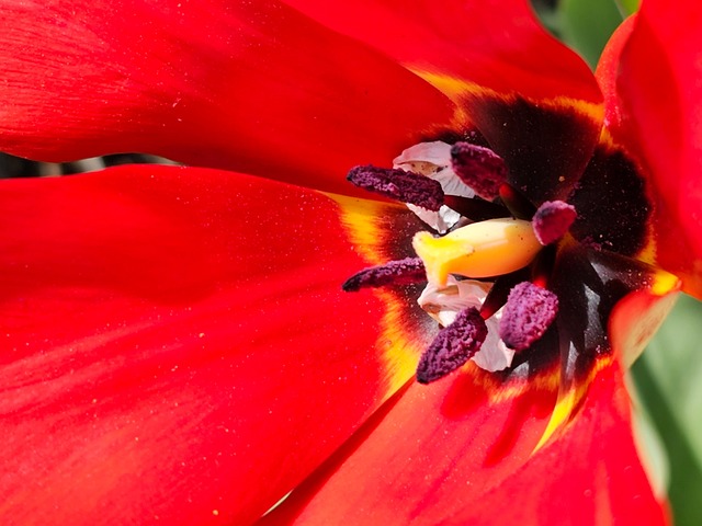 Free Flower Blossoms photo and picture