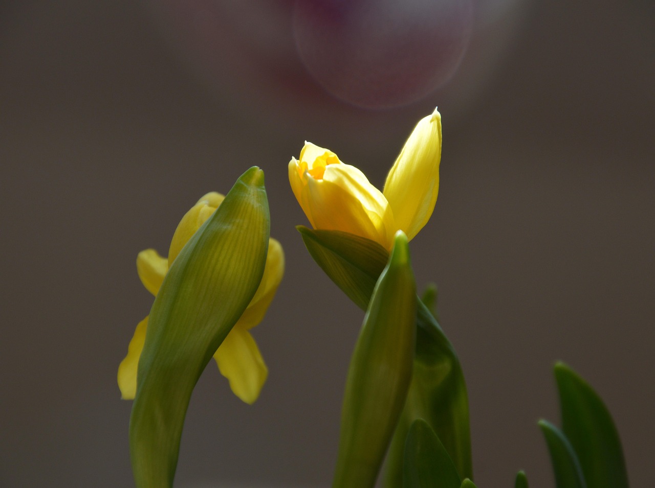 Yellow Flower Blossom Free Photo On Pixabay Pixabay 2024